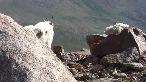 Mountain goats in high rocky mountains