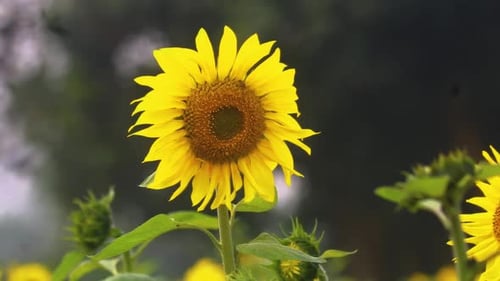 Leuchtend gelbe Sonnenblumenernte weht sanft in der ländlichen Brise