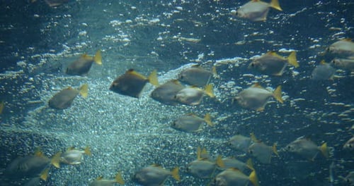Ein Schwarm kleiner silberner Fische, die zusammen in einem lebendigen Aquarium mit schimmernden Lichteffekten schwimmen