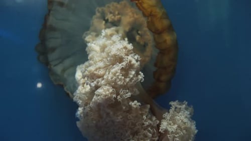 Graceful Jellyfish Swimming in Tropical Blue Ocean Waters