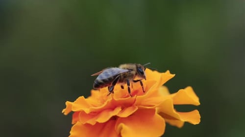 A Closeup View of a Bee Collecting Nectar From a Vibrant Orange Flower in a Sunny Garden Setting