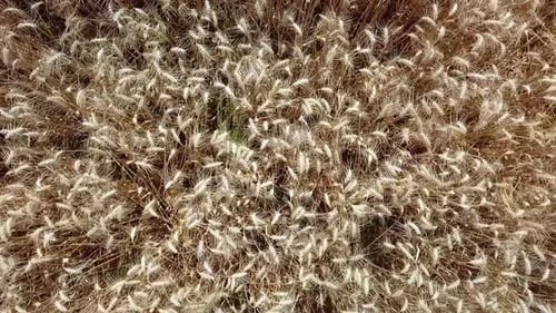 Rye Field Aerial Shot. Drone Flying Low Over Ears Of Rye. Aerial View Of Golden Rye. Summer 2019, Po
