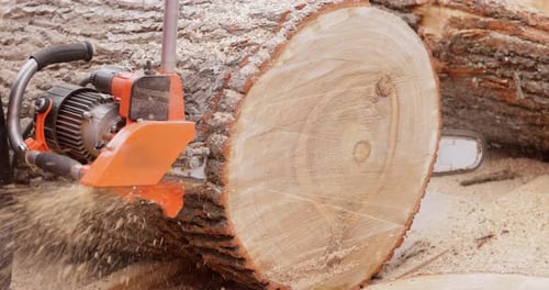 Chainsaw Cutting Through a Tree Log