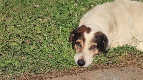 Ein Hund, der an einem sonnigen Tag im Gras liegt, sich ausruht und die Natur genießt, was das Konzept hervorhebt