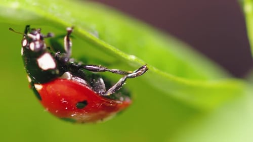 Ladybug in the Green Grass in the Forest