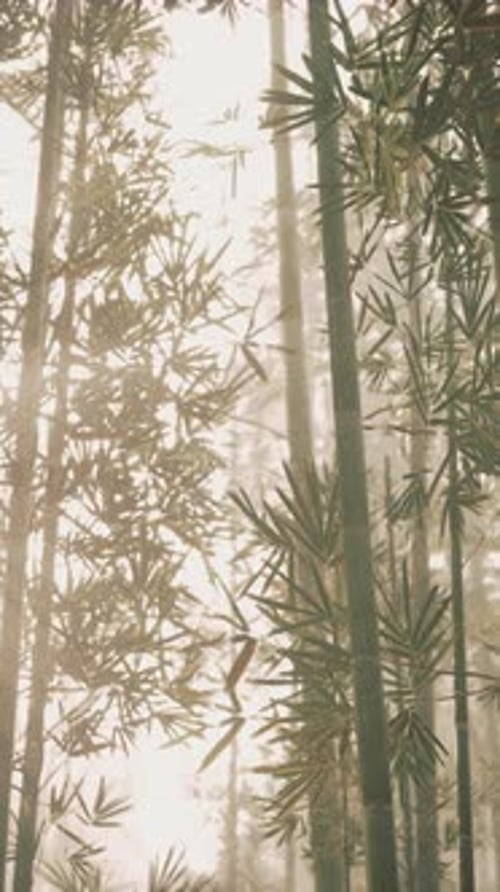 Towering Green Bamboo Forest Vertical