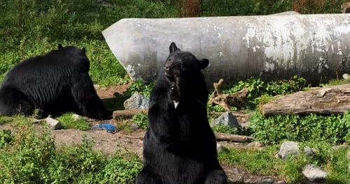 Black Bear eating, Alaska.