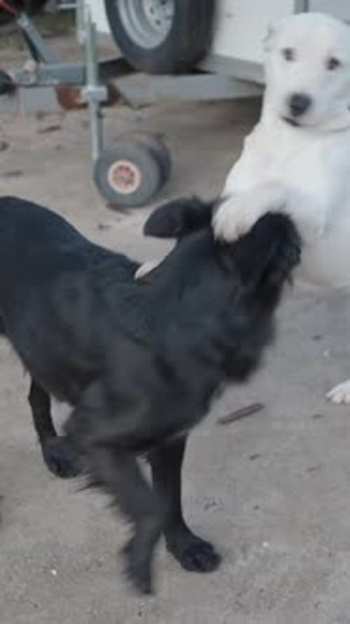 Playful Black and White Puppies Having Fun in the Backyard