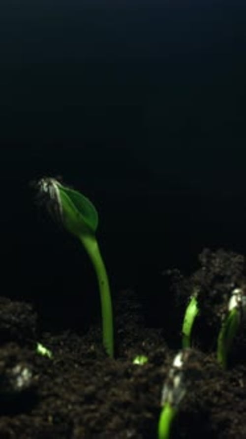 Plants Sprouting in Dark Soil Timelapse