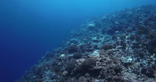 Underwater Diving View with Corals and Tropical Fish in Tropical Blue Ocean