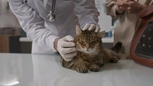 Close Up of Veterinarian Examining Ear of Cat on Clinic Table