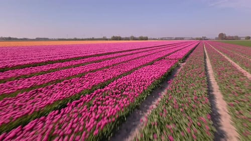 Aerial View of Tulip Fields