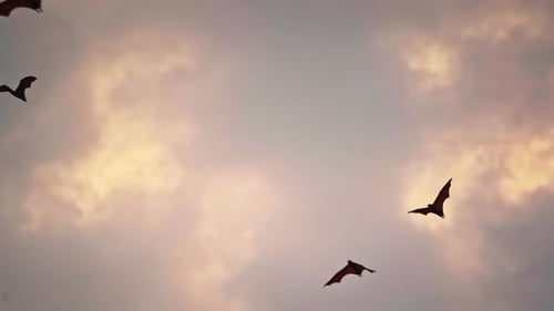 Ein Vogelschwarm fliegt vor dem Hintergrund der Wolken bei Sonnenuntergang
