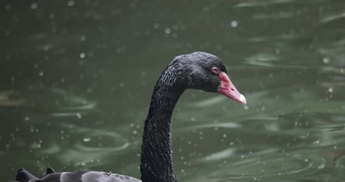Schwarzer Schwan im Wasser