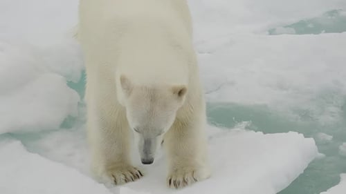 Polar Bear Cautiously Crossing Frozen Sea Ice Thick White Fur Contrasting with Pale Blue Snow As It