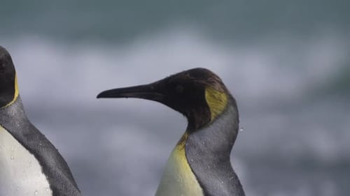 Majestic King Penguins Standing Tall Against the Chilly Arctic Ocean Waves