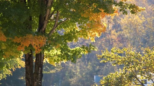 Lush Forest with Colorful Canopies in Autumn Woods on Sunny Day Landscape of Autumnal Wild Nature
