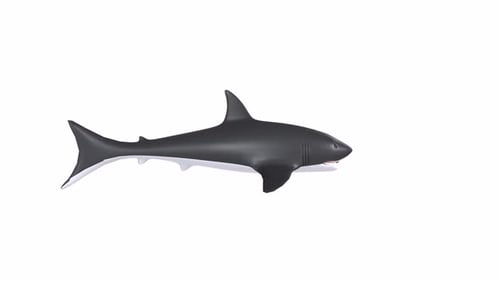 Shark 3d object rotating loop