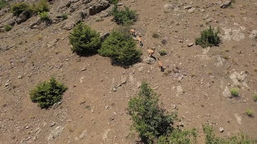 Vue aérienne d'un troupeau de chèvres sauvages courant à travers les montagnes 2