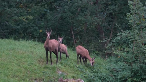 Tres gamuzas de pie y pastando en una pradera verde cerca del borde del bosque en Suiza.