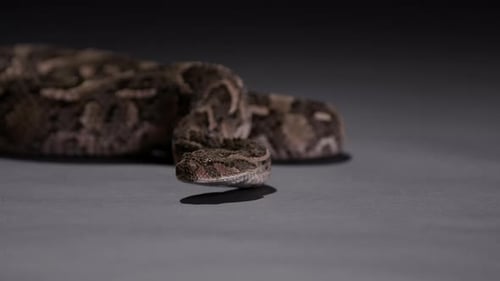 Goliath African Ground Boa Sticking out Tongue