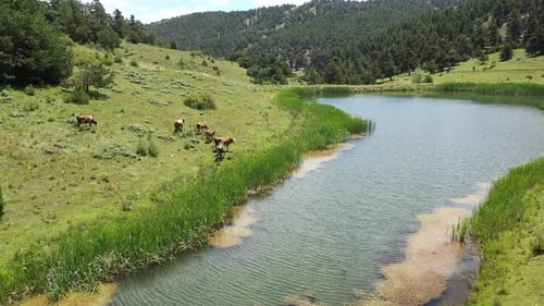 Vue aérienne d'un troupeau de vaches paissant au bord du lac dans la forêt