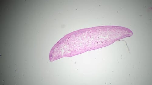 Mikroskopische Aufnahmen von Planarien im transversalen Schnitt 40x gefilmt auf hellem Feld