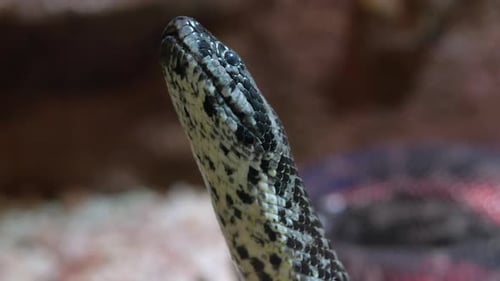 Close Up of Snakeskin The Snake is Crawling