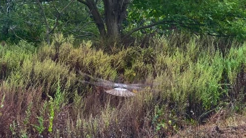 Hawk Taking Flight in Scenic Meadow