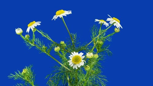 Chamomile Flowers Blooming Against Blue Chroma Key Backdrop