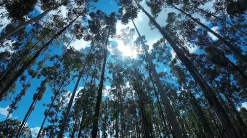 Forest Canopy View With Tall Trees and Blue Sky