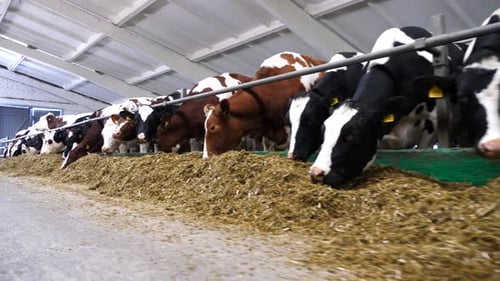 Long Row of Cattle Chewing Silage at Milk Factory Curious Cows Look Into Camera Eating Hay on Modern