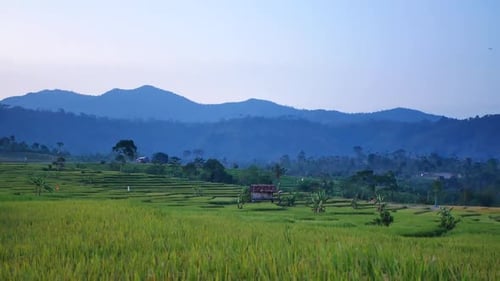 view of rice fields in the hills