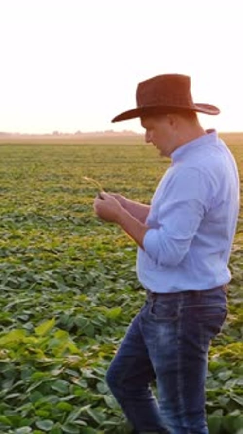 A Farmer Carefully Inspecting Lush Crops in a Beautifully Sunsetilluminated Field