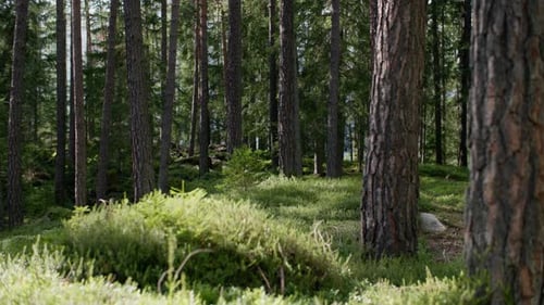 Märchenhafte Natur des Pinienwaldes im Sonnenlicht Naturlandschaft