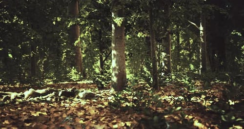 Beautiful Forest Landscape with Sunlight Filtering Through Trees at Dawn