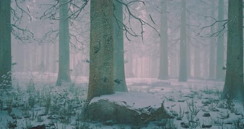 Winter Forest Landscape with Snow Covered Trees and Misty Atmosphere