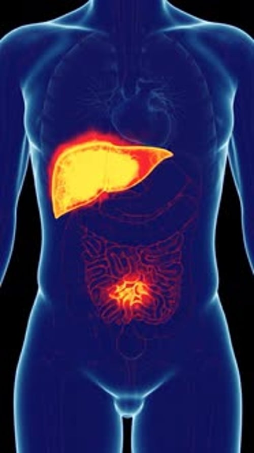 3D Human Anatomy Scan Highlighting Internal Organs