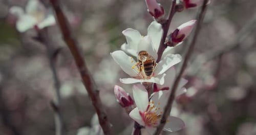 Honey Bee Collects Pollen From Almond Flowers on Blooming Tree
