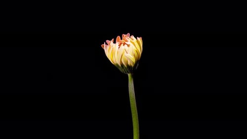 Zeitraffer - Wunderschönes rosafarbenes Gänseblümchen, das blüht
