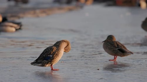 Ducks Grooming on Partially Frozen Lake at Sunrise