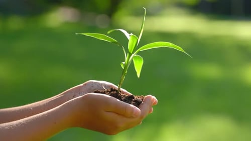 CloseUp Little Girl Holding Plant and Soil in Her Hands Standing in the Park Female Palms Embrace