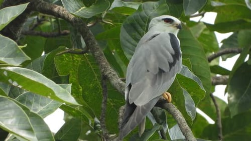 Gray Bird of Prey Resting on Tree Branch