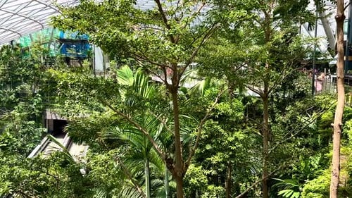 Singapore Jewel Indoor Waterfall Vortex at Changi Airport - slow pan left tree canopy