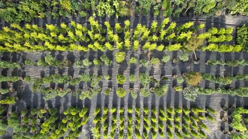 Aerial Botanical Garden