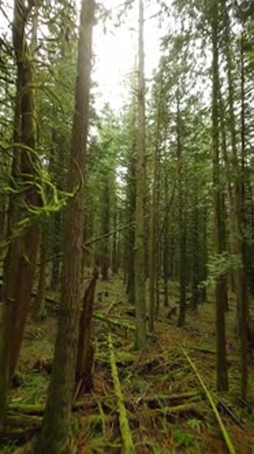 Smooth Flight Between the Trees Close to Branches in a Fabulous Spring Forest