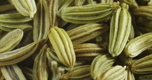 Macro shot of fennel seeds, used for homeopathic cures for diuretics and digestive problems. much