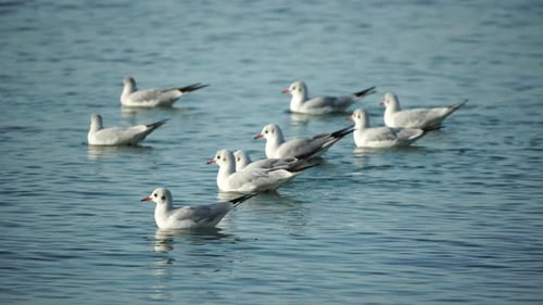 Eine Herde Möwen beim Fliegenfischen und Schwimmen im Meer