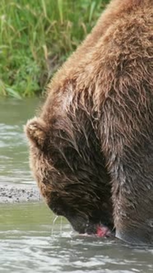Brown Bear Eating Fish in River