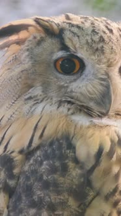 A Great Horned Owl with Yellow Eyes Looks Straight Ahead As It Searches for Prey Vertical Video